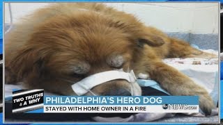 Dog Saves Homeowner From Fire