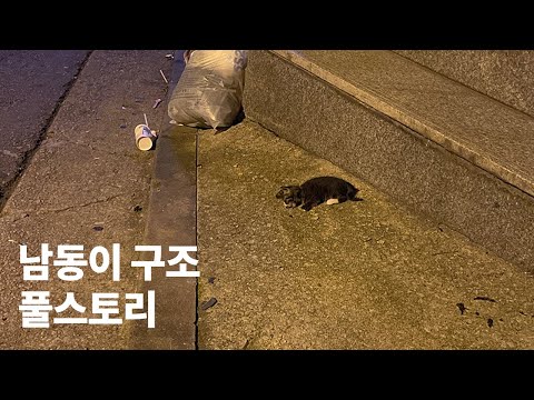 골목에 쓰러져 겨우 숨만 쉬고 있던 아기고양이의 이야기