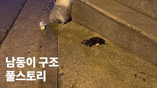 골목에 쓰러져 겨우 숨만 쉬고 있던 아기고양이의 이야기