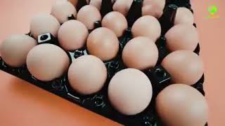 ما هي الحقيقة بشأن تناول البيض؟ فلنتعرف على هذا وأكثر في هذا الفيديو