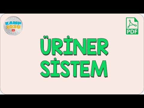 Üriner Sistem (Boşaltım Sistemi) | AYT Biyoloji 2020