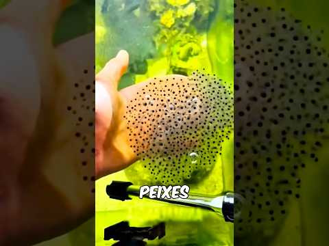 Este Cara CONFUNDIU Filhotes de Peixe Com SAPOS!!!!!!