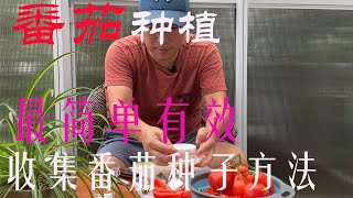 【渔耕笔记】种番茄 |  番茄/西红柿种植 留种最简单有效二个方法