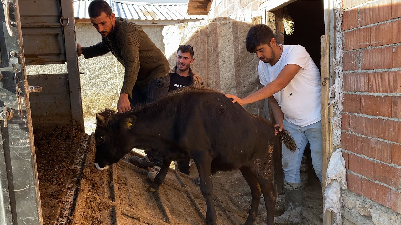 BUZAĞI NAKLİYESİ / 3 ADET ERKEK BUZAĞI VE FİYATI ?
