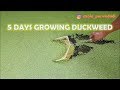 The growth of duckweed day by day  growing duckweed in 5 days