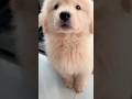 Cute puppy ❤️ #かわいい犬 #anjingcomel #สุนัขน่ารัก#cutedogph #chóđángyêu #anjinglucu #cachorrofofo