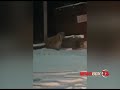 Огромный тигр пришел ужинать домашней собакой в поселок Сибирцево