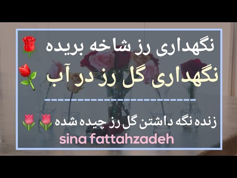نگهداری گل رز در آب نگهداری رز شاخه بریده زنده نگه داشتن گل رز چیده شده