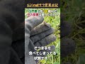 自然農法を1年続けて虫の食害は減ったのか？#自然農法#自然栽培