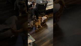 Hero Reunites With Sky & Comet After a Long Time 🥺🐾 (Instant Zoomies)