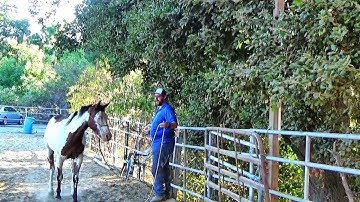 How to Begin to Teach Your Horse to Sidepass on the Ground