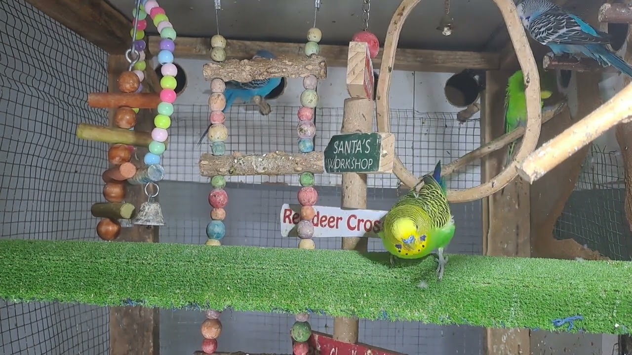 “When your pet is funnier than your friends 😂🦜”