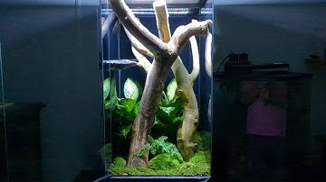Huge Enclosure Upgrade for my Giant Day Gecko!