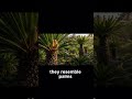 Meet the Trees That Lived with Dinosaurs