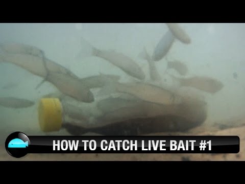 Video: How To Catch Live Bait
