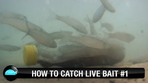 How To: Catch Live Bait | We Flick Fishing Videos