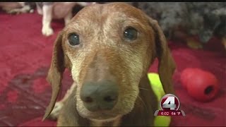 15 dogs removed from animal hoarder's home in North Fort Myers