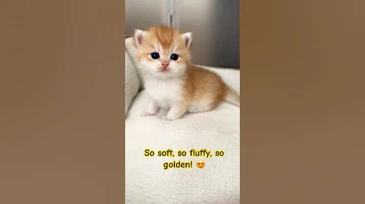 Video 10753221: shaded british shorthair kitten, british shorthair golden kitten, british shorthair kitten meets, adorable british shorthair kitten, british shorthair cattery, shorthair kittens born