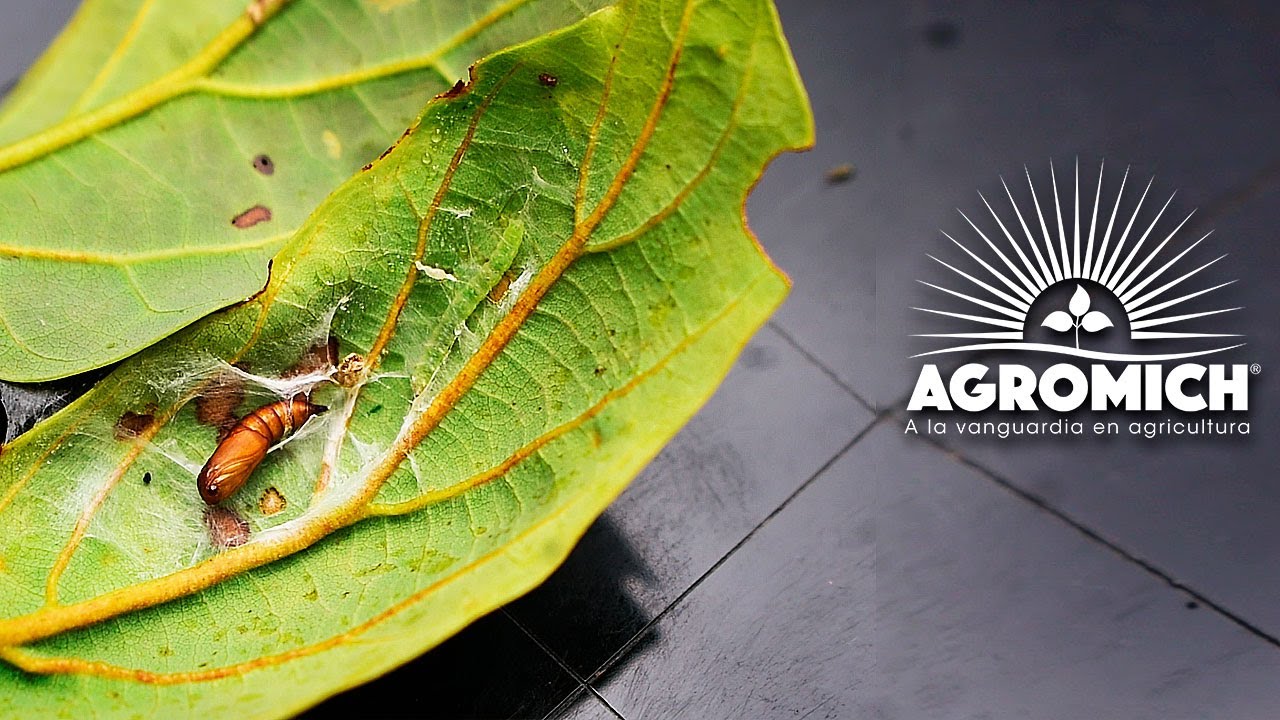 Video 1 Gusano telarañero en aguacate, cómo descubrirlo. YouTube