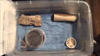 Patternless Mack Snow Leopard Gecko