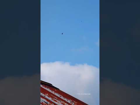 Buzzards out hunting