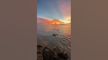 واتس اب قران كريم القارئ ياسر الدوسري من سورة (الإنفطار)