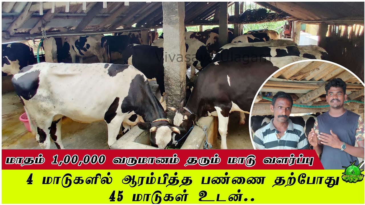 4 மாடுகளில் ஆரம்பித்த பண்ணை தற்போது 45 மாடுகள் உடன் / 10 வருட மாடு வளர்ப்பு அனுபவம் ??