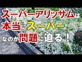 スーパーアリッサムは普通のアリッサムと比べて、本当にスーパーなのか？問題