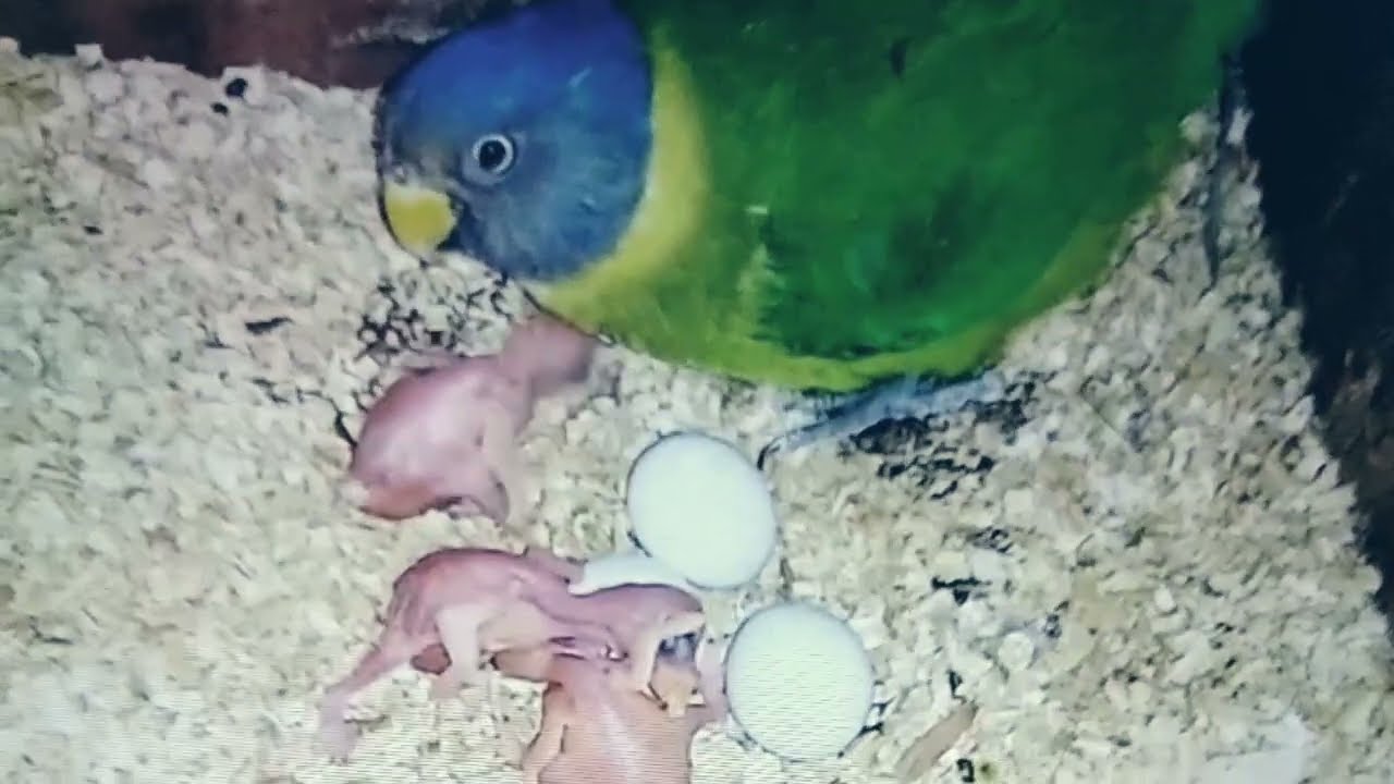 Plum Head Parakeet Progress | Plum head parrot breeding age | Plum head parrot baby 
