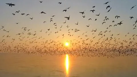 Thousands of Wild Geese Resume Southbound Journey from Northeast China - DayDayNews