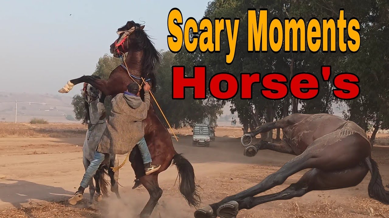 Dangerous Moments Horses Highlights YouTube