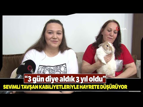 Video: Evcil Tavşanınız İçin Bir İsim Seçmek İçin İpuçları