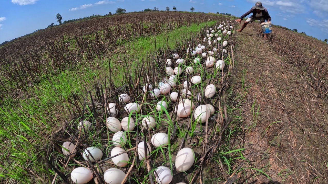 video amazing, pick duck eggs under the grass near the village