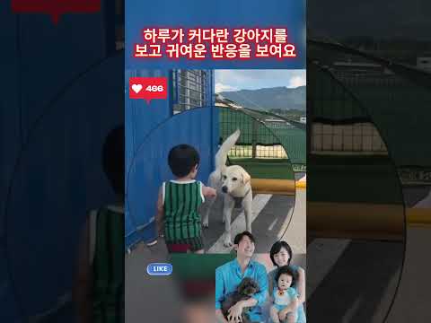 하루가 커다란 강아지를 보고 귀여운 반응을 보여요 #심하루 #SimHaru #<strong>심형탁</strong> #사야
