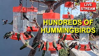 Live Hummingbird Feeder Cam, Bird Feeder, Studio City, California