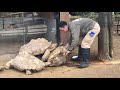 【衝撃の最後】ひっくり返った亀（リクガメ）が起こしてもらった直後に・・・。As soon as the tortoise was rescued, Unexpected thing happend