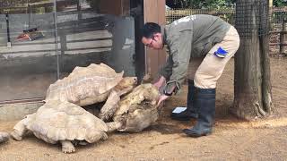 【衝撃の最後】ひっくり返った亀（リクガメ）が起こしてもらった直後に・・・。As soon as the tortoise was rescued, Unexpected thing happend