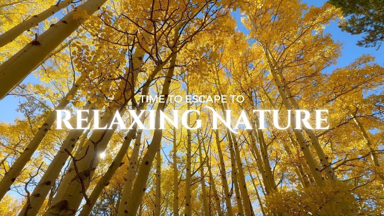 Watch Colorado Aspens in the Wind - Relaxing Nature Sounds on YouTube Watch Colorado Aspens in the Wind - Relaxing Nature Sounds on YouTube