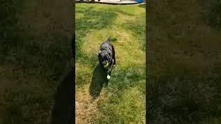 Luna The Staffie Playing With Her Tennis Ball