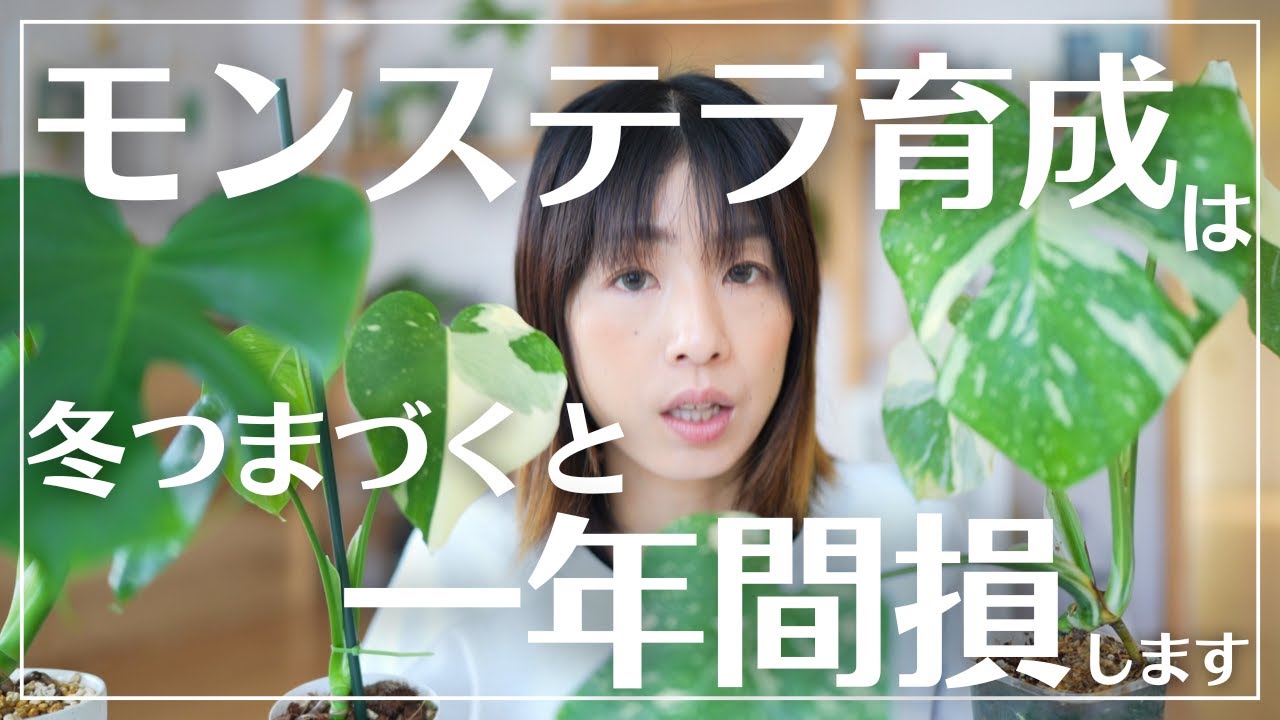 【今ミスると一年損する】モンステラの冬管理完全版