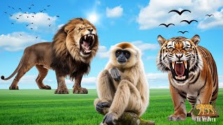 Happy Animal Moments: Lion, Tiger, Monkey, Dolphin, Donkey | Animal Sounds