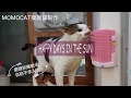 【商品】三合一貓咪蹭蹭刷｜MOMOCAT摸摸貓