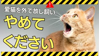 【危険】なぜ猫を外に出してはいけないの？ ～外飼いに潜むリスク〜 by 猫カフェがやってる猫のお世話 684 views 4 months ago 11 minutes, 53 seconds