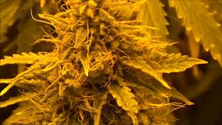 Cannabis Update #36: How Much Nutrients Do You Feed Seedlings, Germination Rate, Garden Update