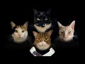 Bohemian Catsody – a Rhapsody parody song