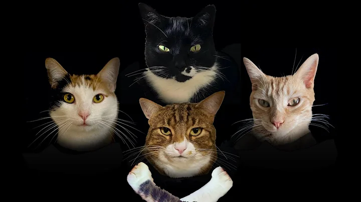 Bohemian Catsody - A Rhapsody Parody Song for Ever...