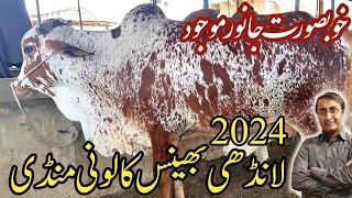 Beautiful animals in maweshi mandi 2024 | Cow mandi landhi bhains colony | Bakra mandi