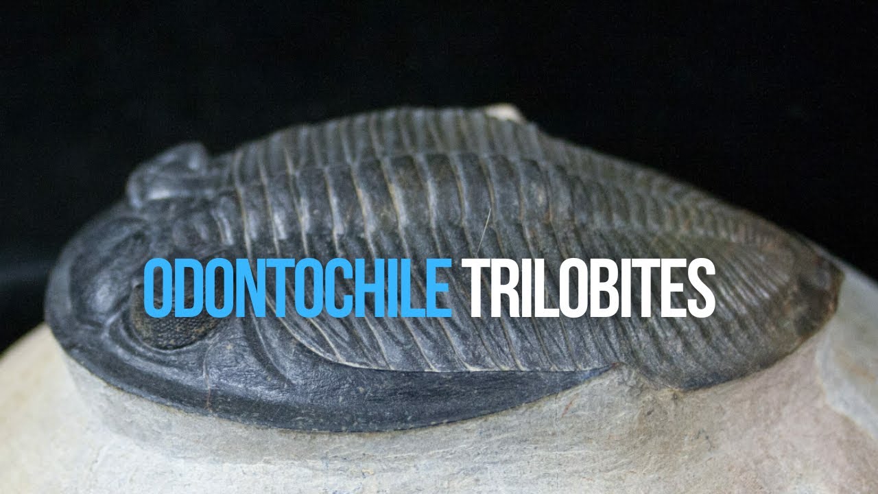 Odontochile Trilobite Fossil Morocco 400 Million Years Old  | Zemmou Fossils