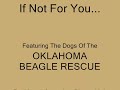 Oklahoma Beagle Rescue - If Not For You...