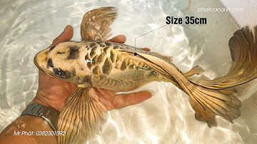 Siêu phẩm cá chép Sư Tử Gold 9999 đã có mặt tại Việt Nam |  Lion head butterflycarp golden flametail